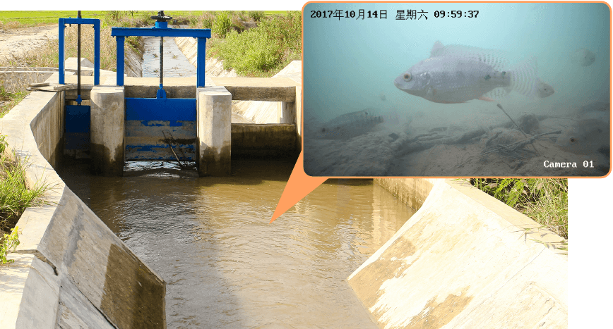 Monitoreo subacuático de la toma de agua